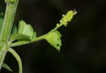 Acalypha indica