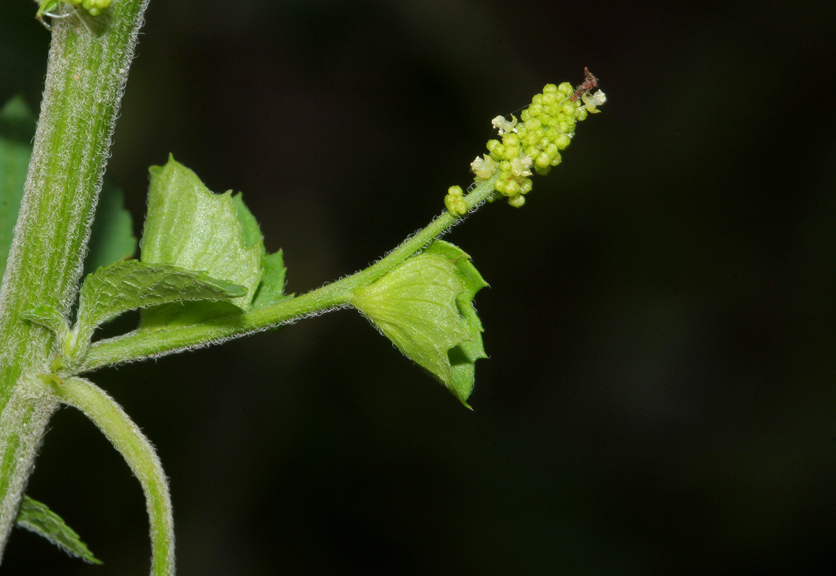 Acalypha indica