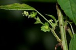 Acalypha indica