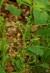Acalypha indica