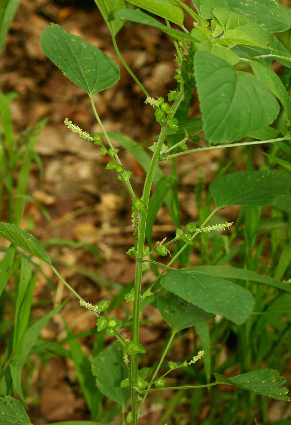 Acalypha indica