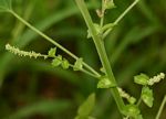 Acalypha indica