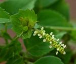 Acalypha indica