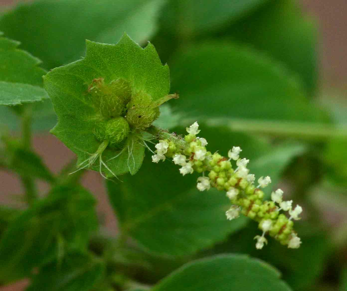 Acalypha indica