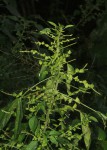 Acalypha indica
