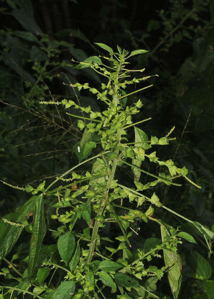 Acalypha indica