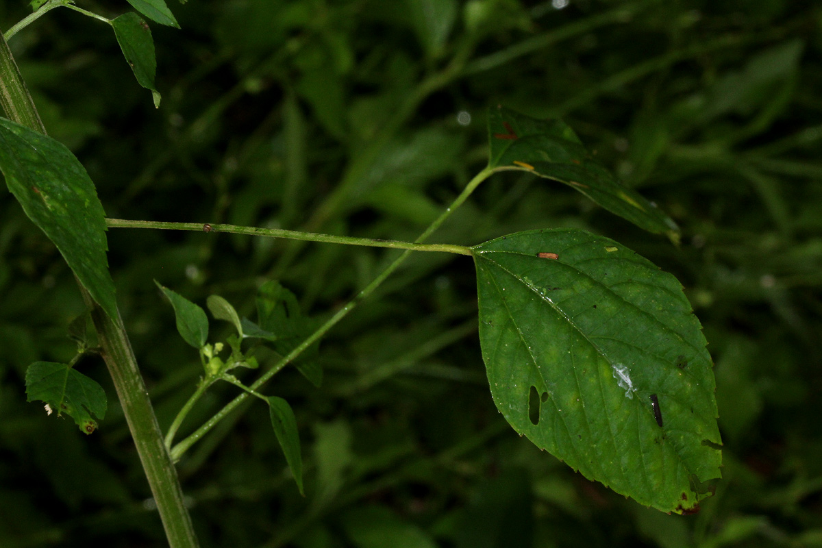 Acalypha indica