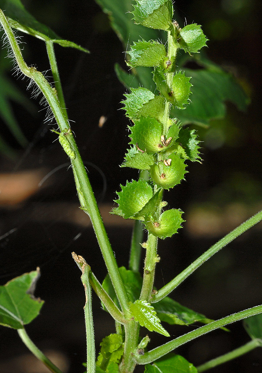 Acalypha ornata
