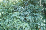 Acalypha ornata