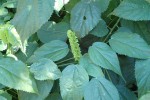 Acalypha ornata