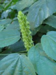 Acalypha ornata