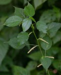 Acalypha ornata