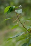 Acalypha ornata