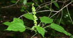 Acalypha ornata