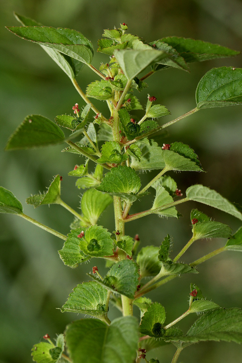 Acalypha segetalis