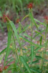 Acalypha petiolaris