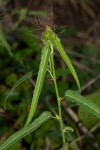 Acalypha petiolaris