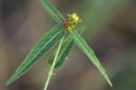 Acalypha petiolaris