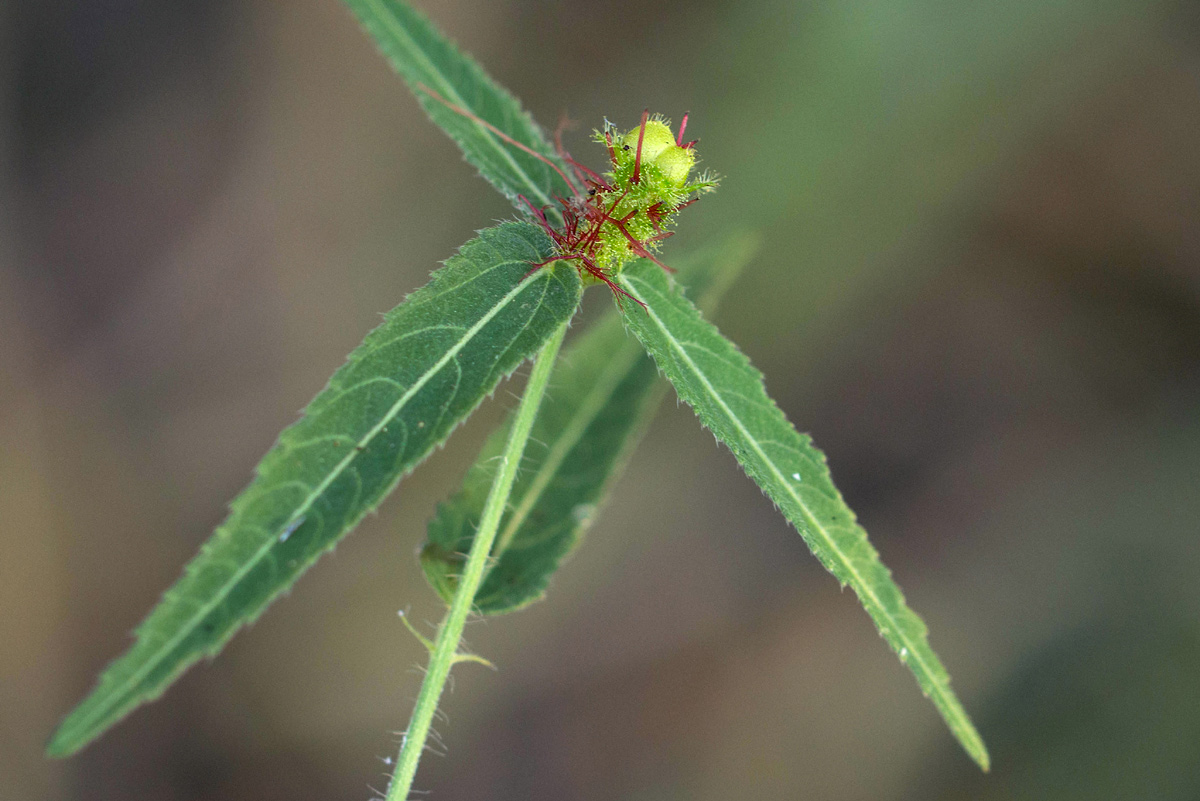 Acalypha petiolaris