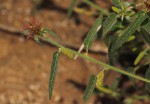 Acalypha petiolaris