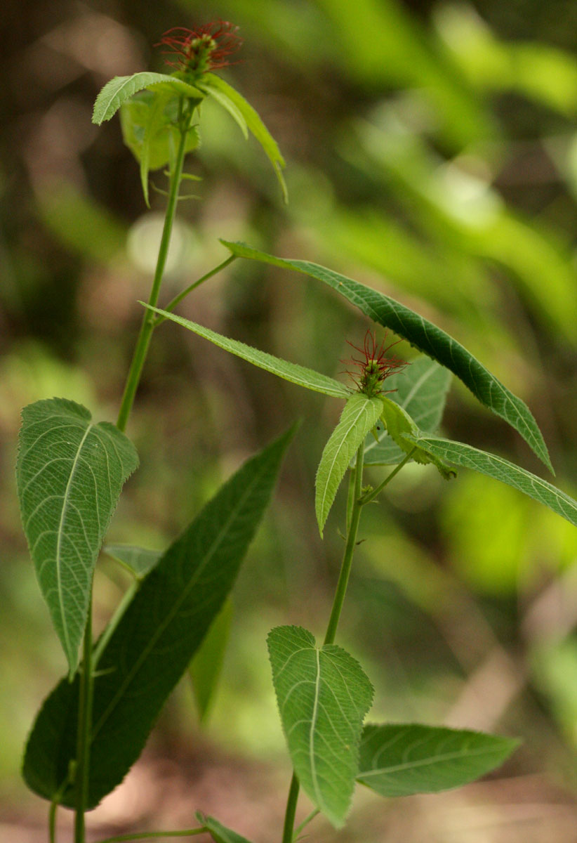 Acalypha petiolaris
