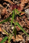 Acalypha petiolaris