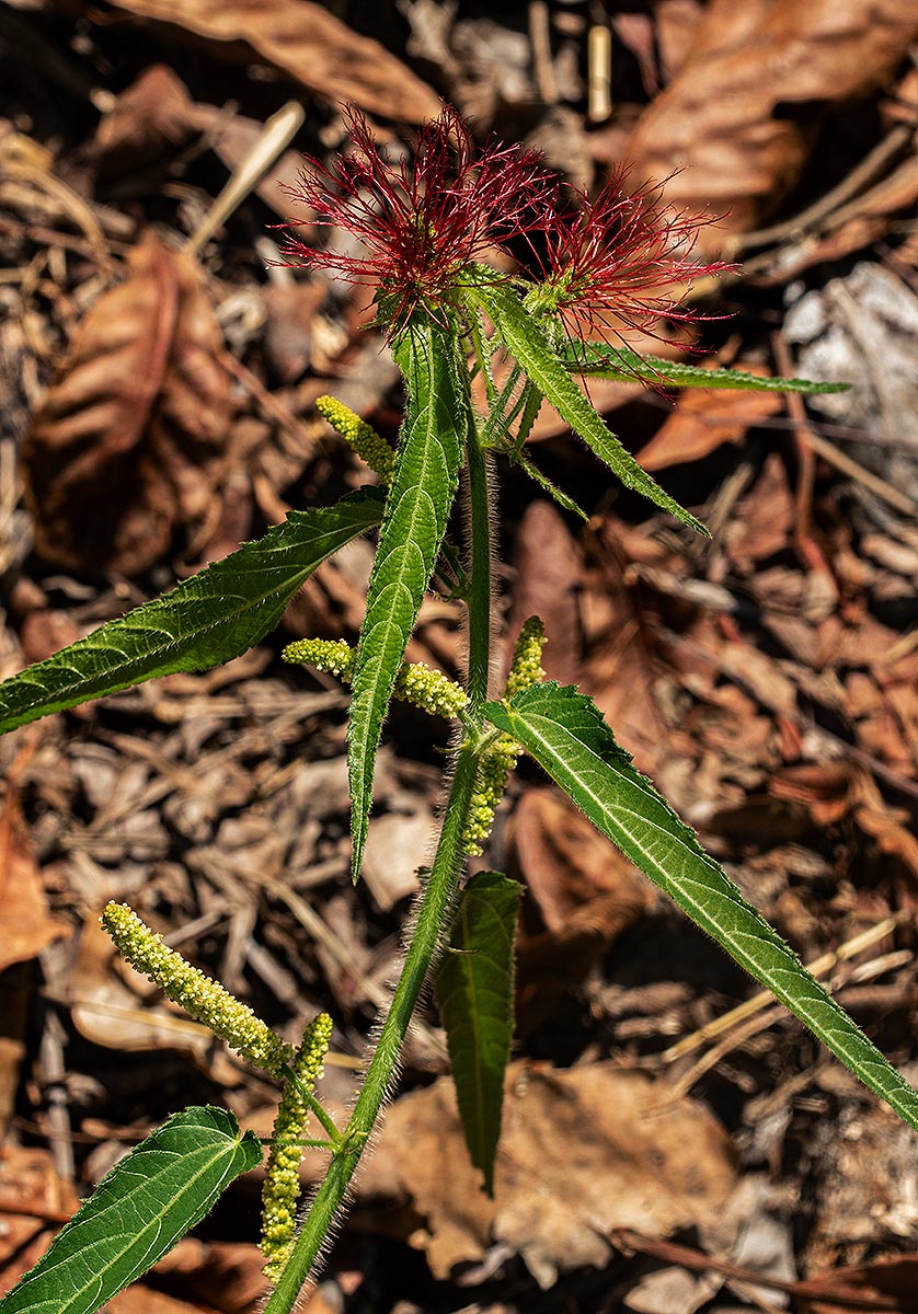 Acalypha petiolaris