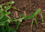 Acalypha petiolaris