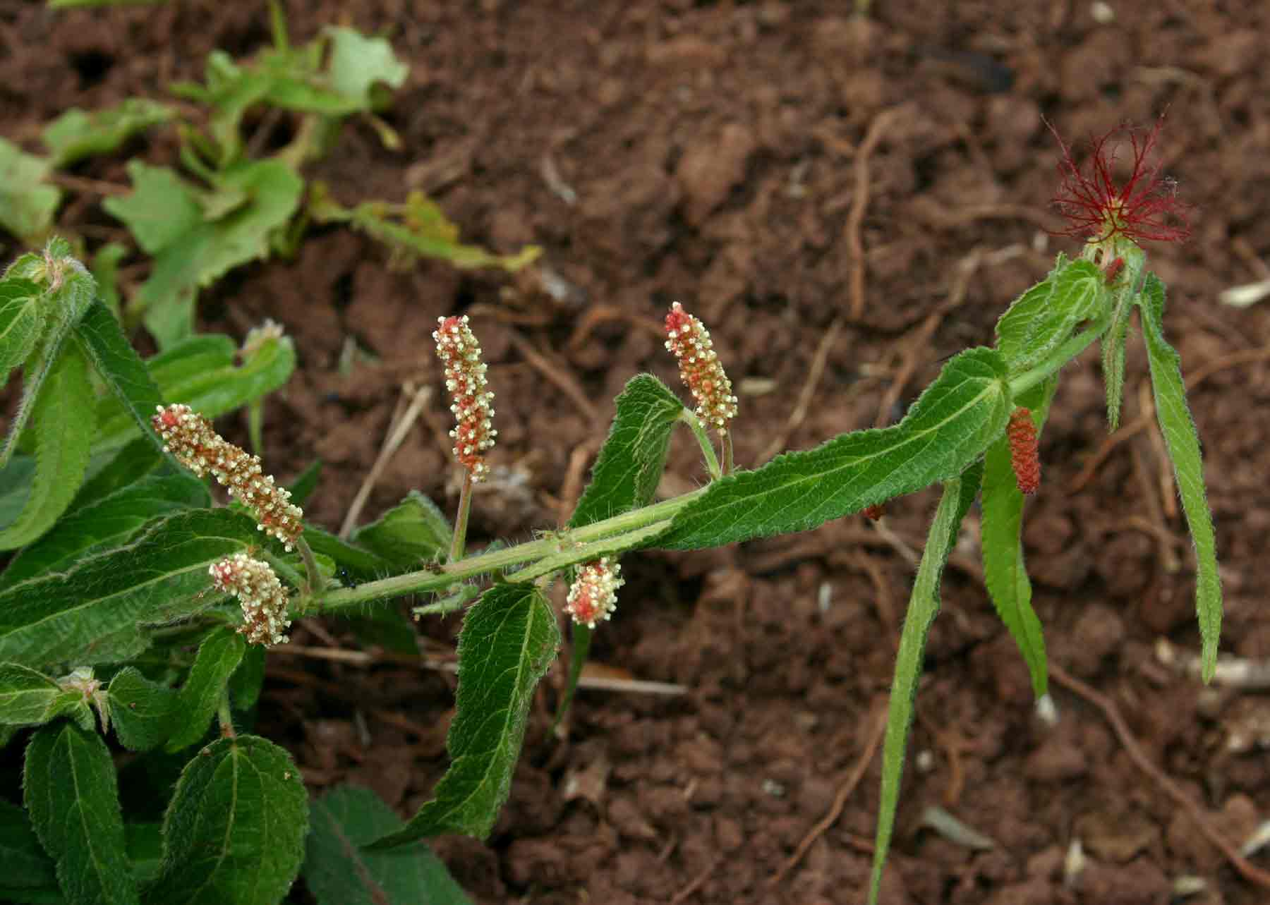 Acalypha petiolaris