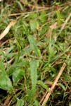 Acalypha petiolaris