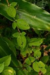 Tragia brevipes