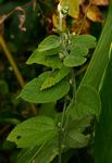 Tragia brevipes