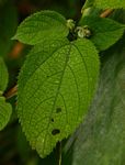 Tragia brevipes
