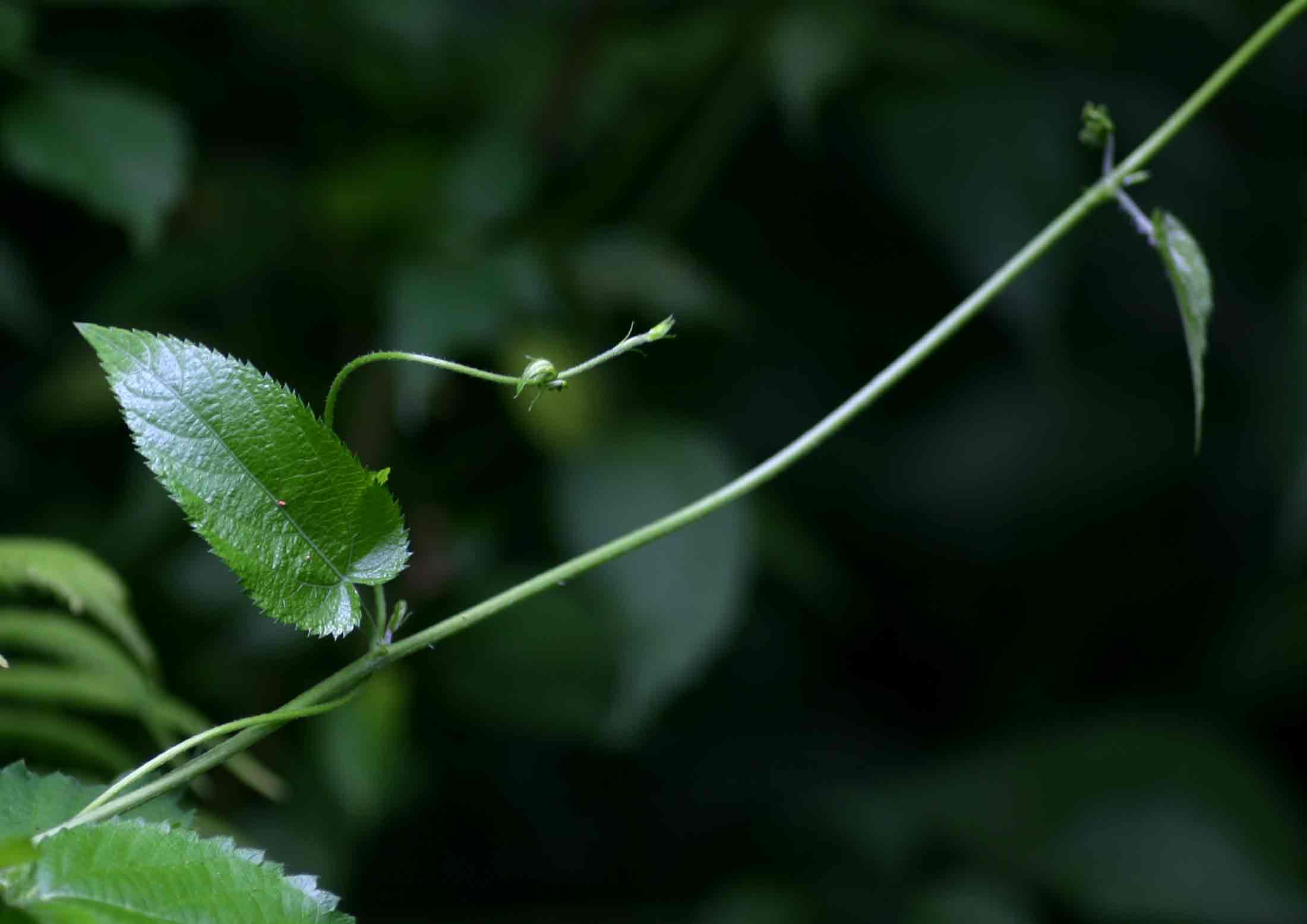 Tragia furialis