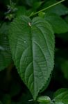 Tragia furialis
