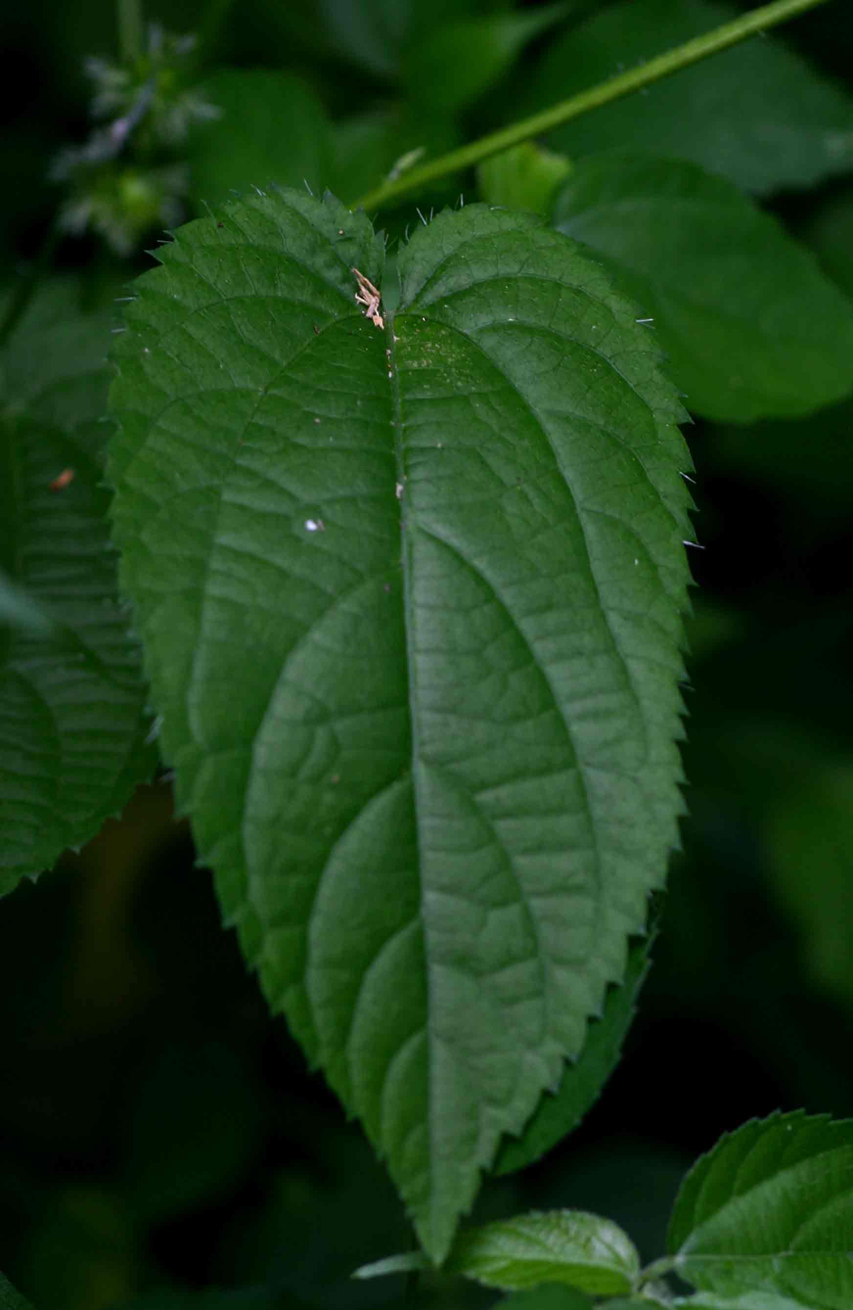 Tragia furialis