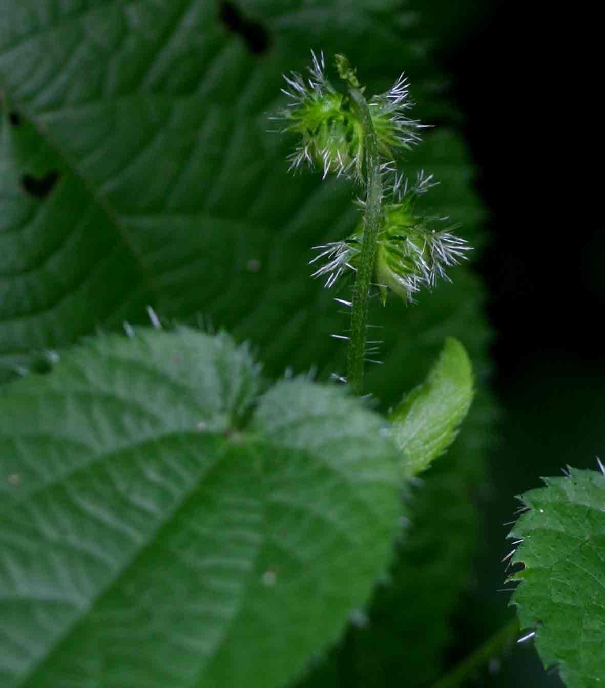 Tragia furialis