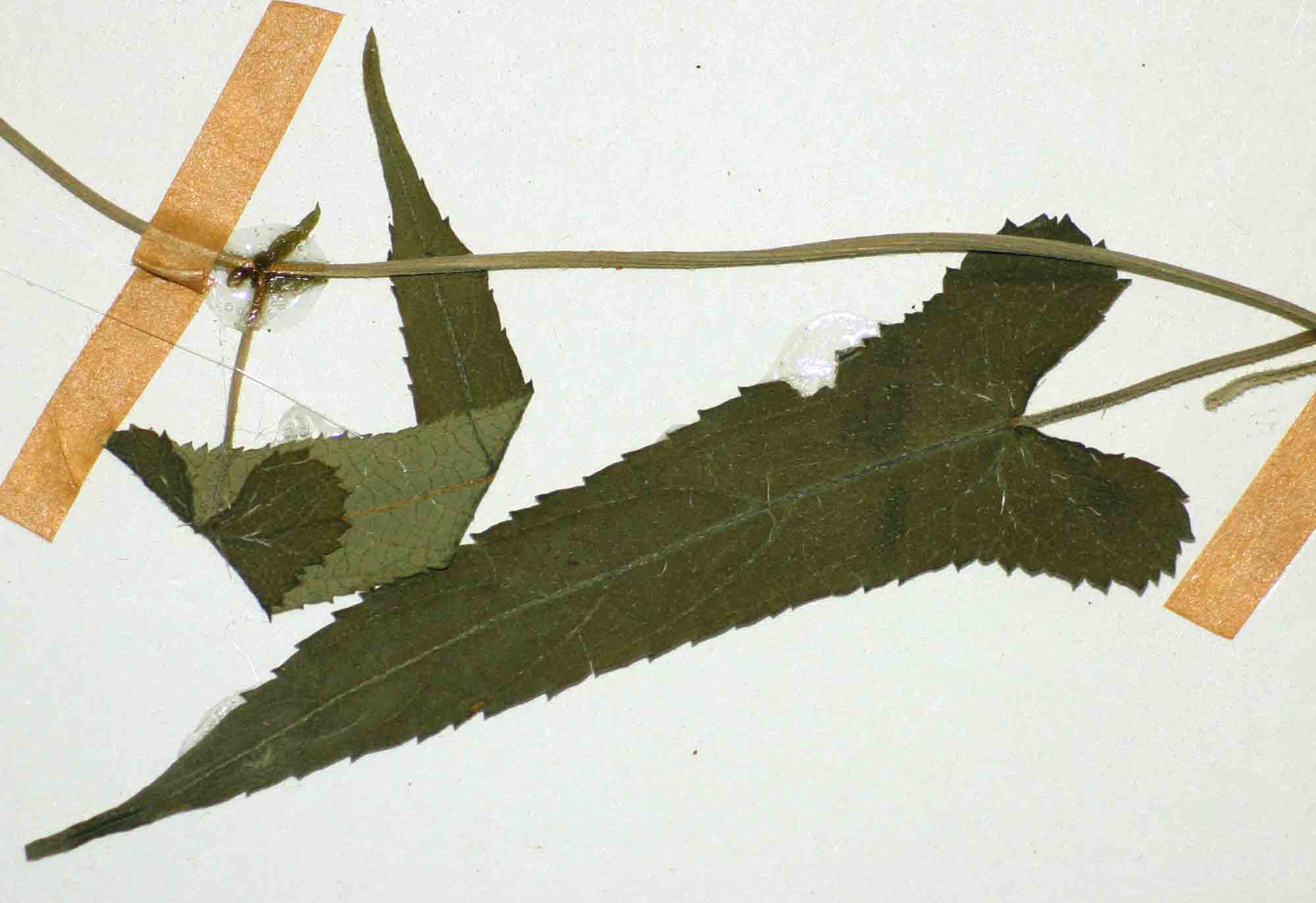 Tragia kirkiana