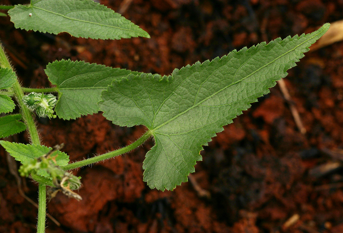 Tragia kirkiana