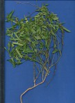 Tragia kirkiana
