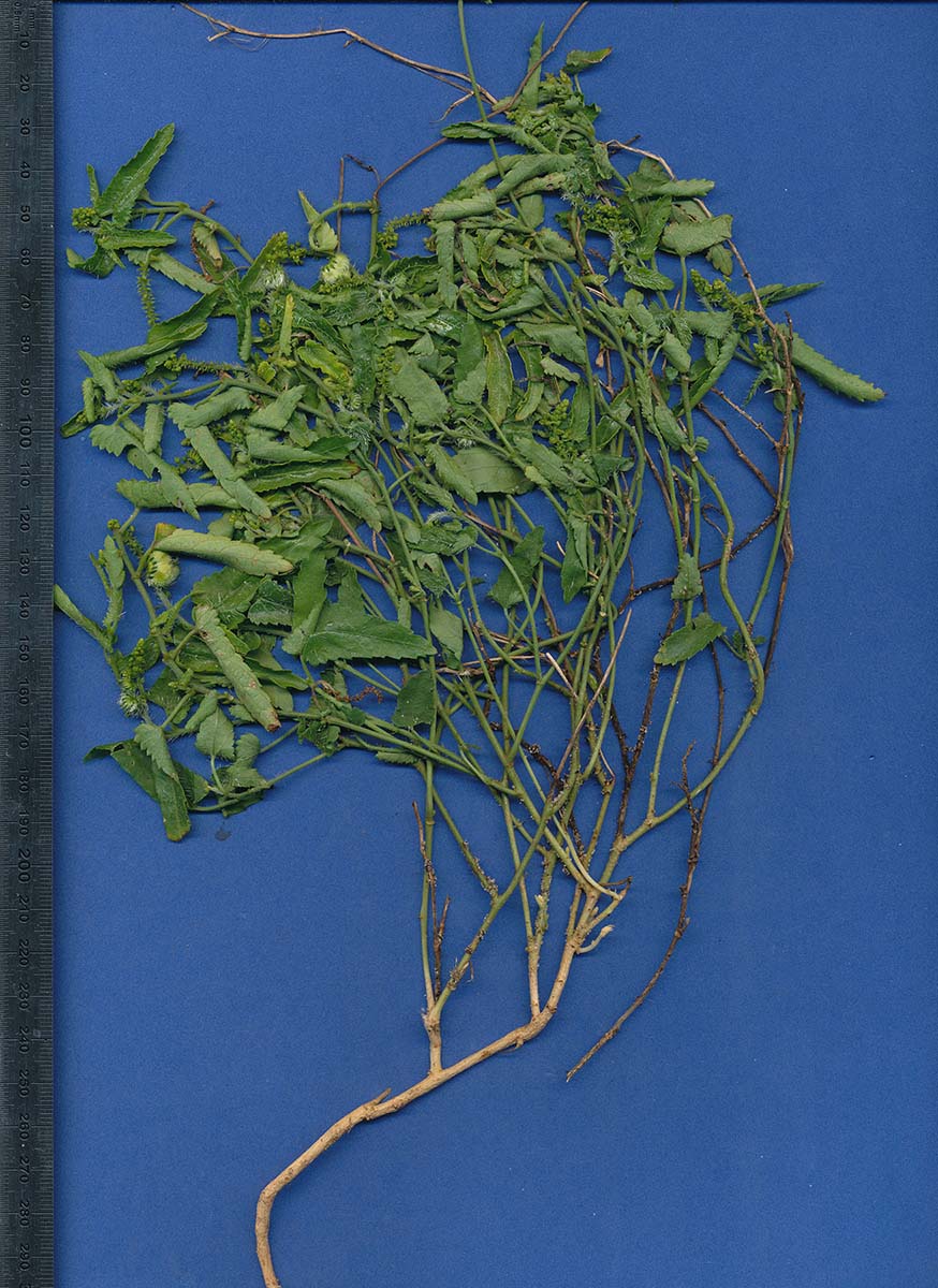 Tragia kirkiana