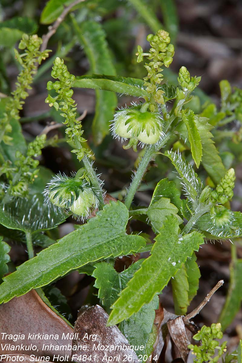 Tragia kirkiana