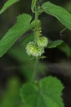 Tragia okanyua