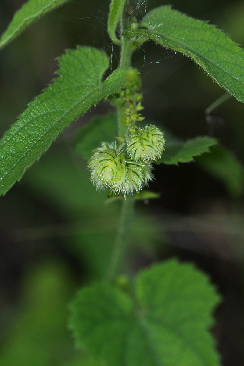 Tragia okanyua