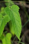 Tragia okanyua
