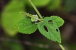 Tragia okanyua