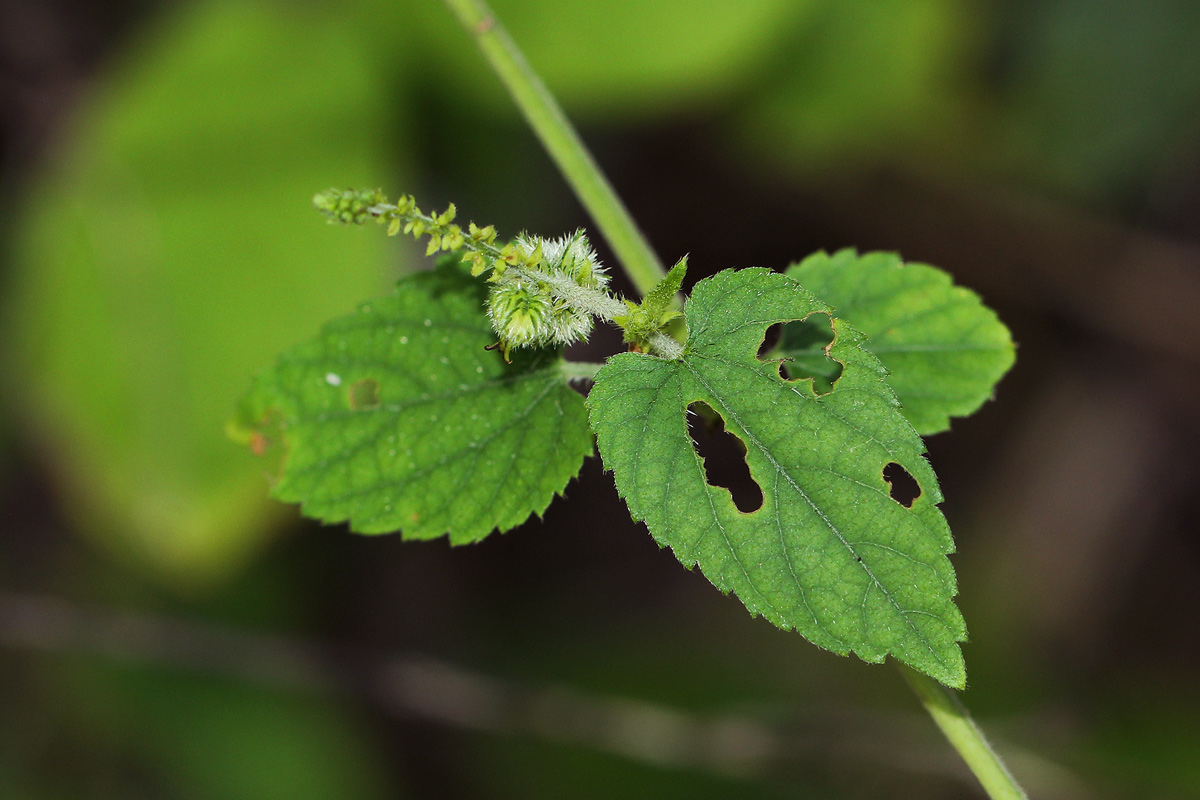 Tragia okanyua