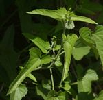Tragia okanyua