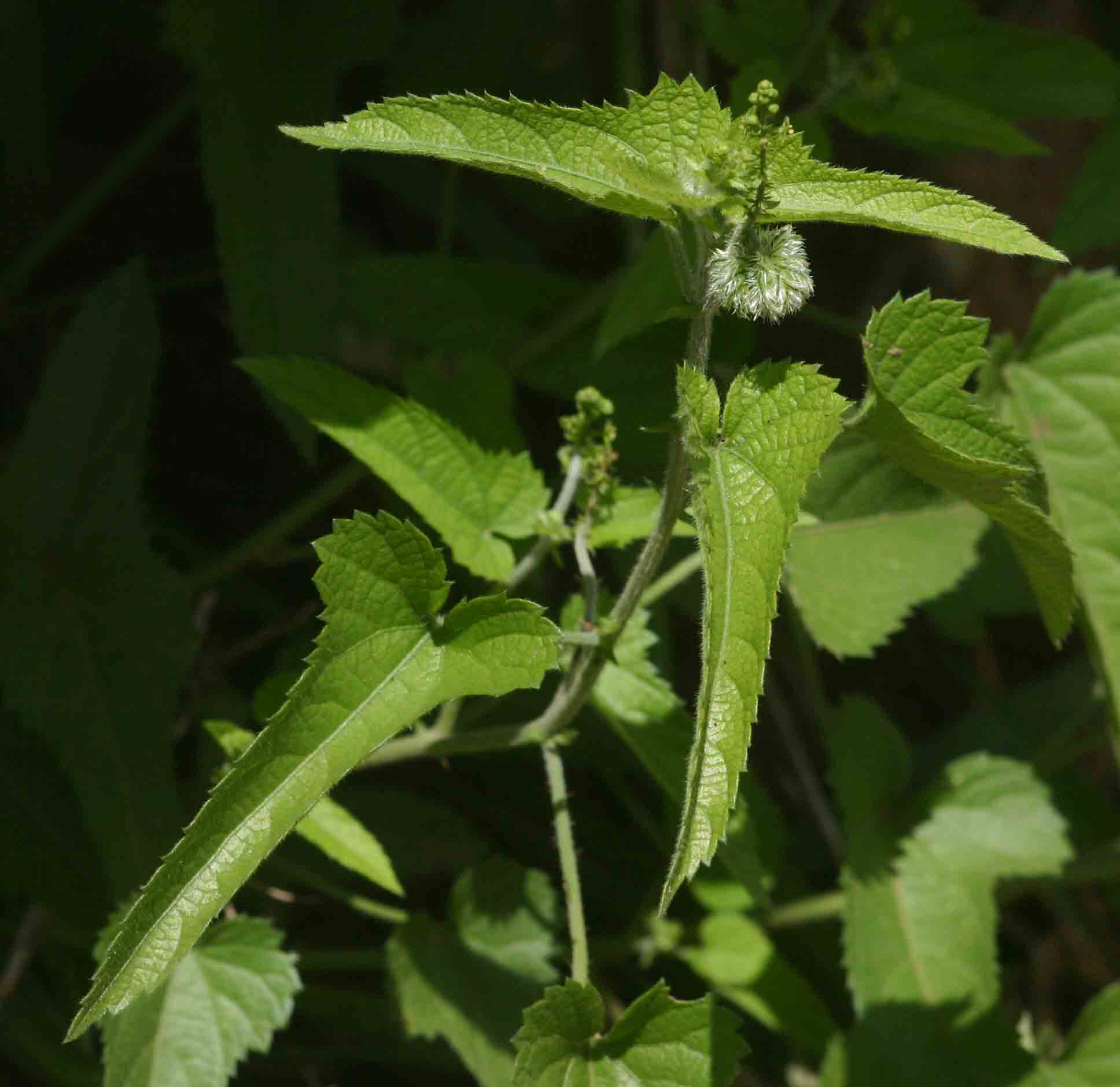 Tragia okanyua