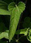 Tragia okanyua